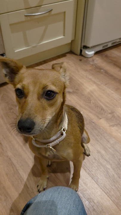 Enlarge MAY, a ADOPTABLE mixed breed in Toronto, ON video 6/6