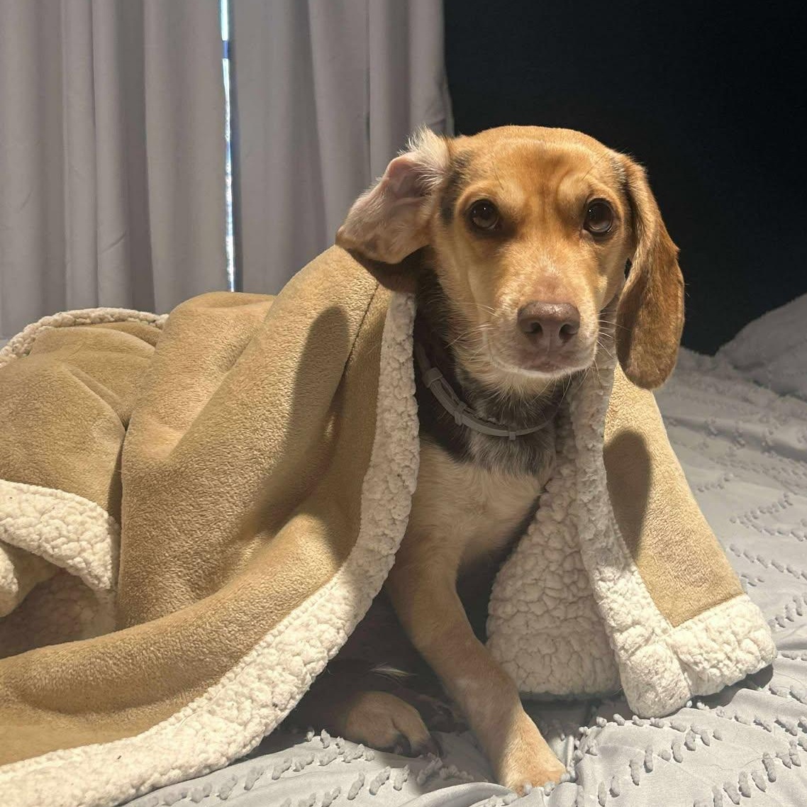 Kona, Adoptable, Adult Female Beagle & Dachshund.