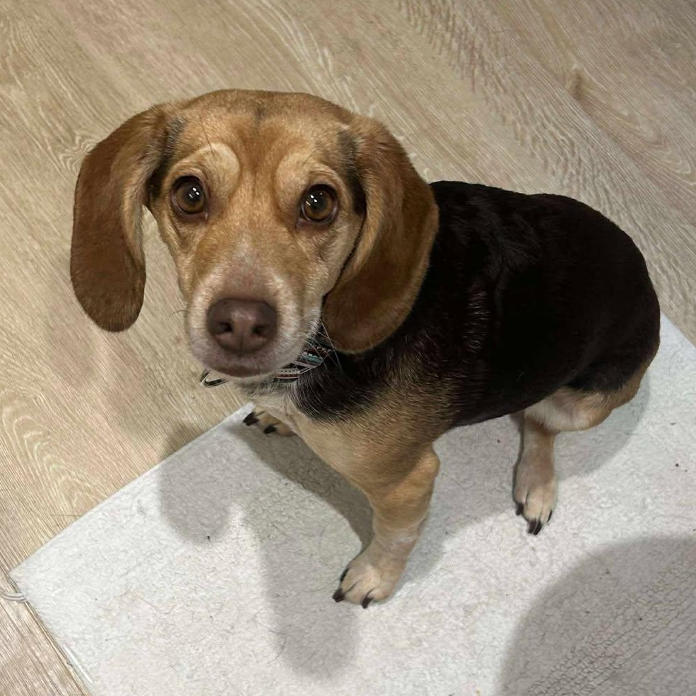 Kona, a Adoptable mixed breed in Marengo, IL image 2/3