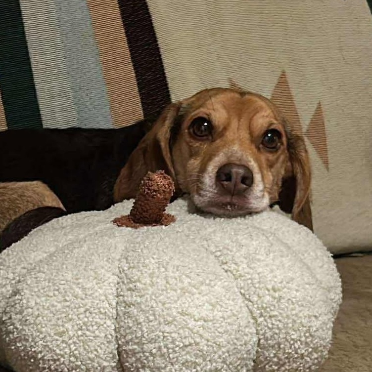 Kona, a Adoptable mixed breed in Marengo, IL image 3/3