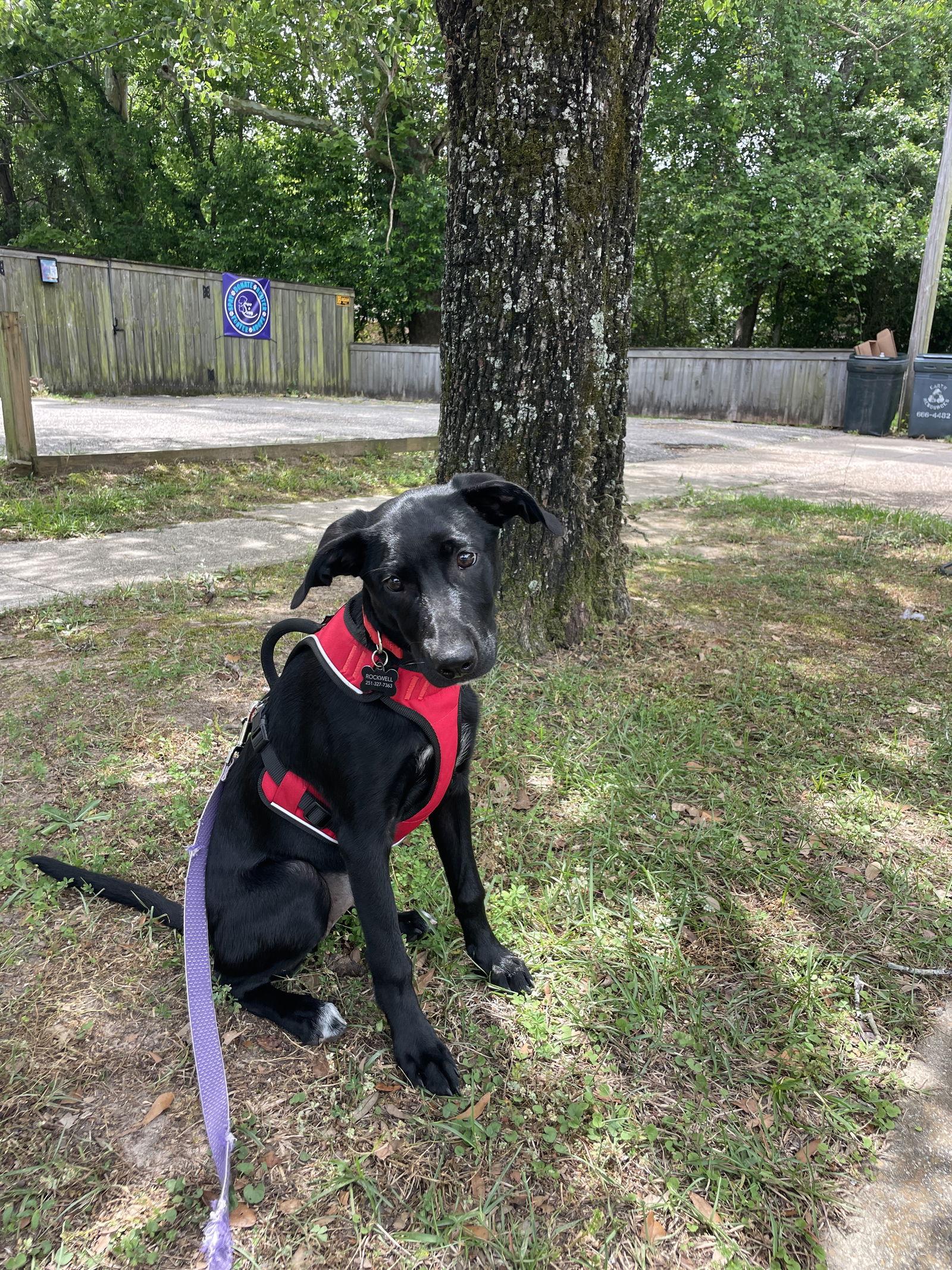Elle, Adoptable, Young Female Labrador Retriever.