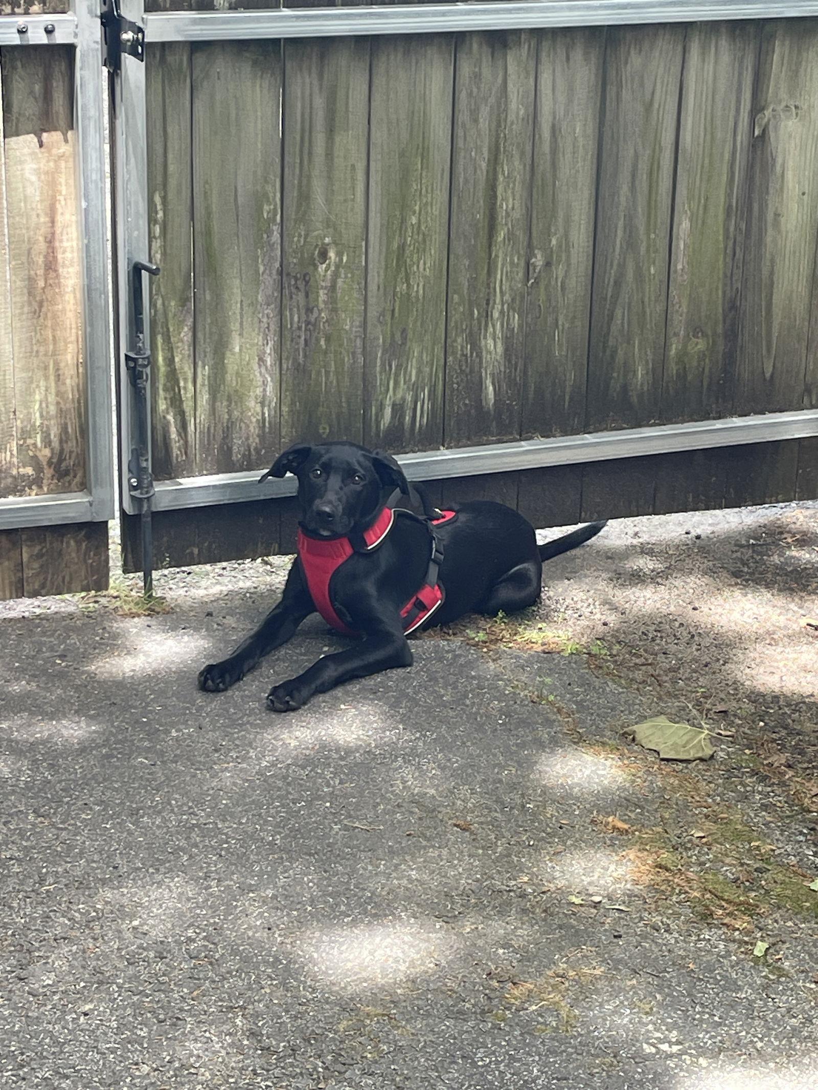 Elle, a Adoptable Labrador Retriever in Mobile, AL image 2/3