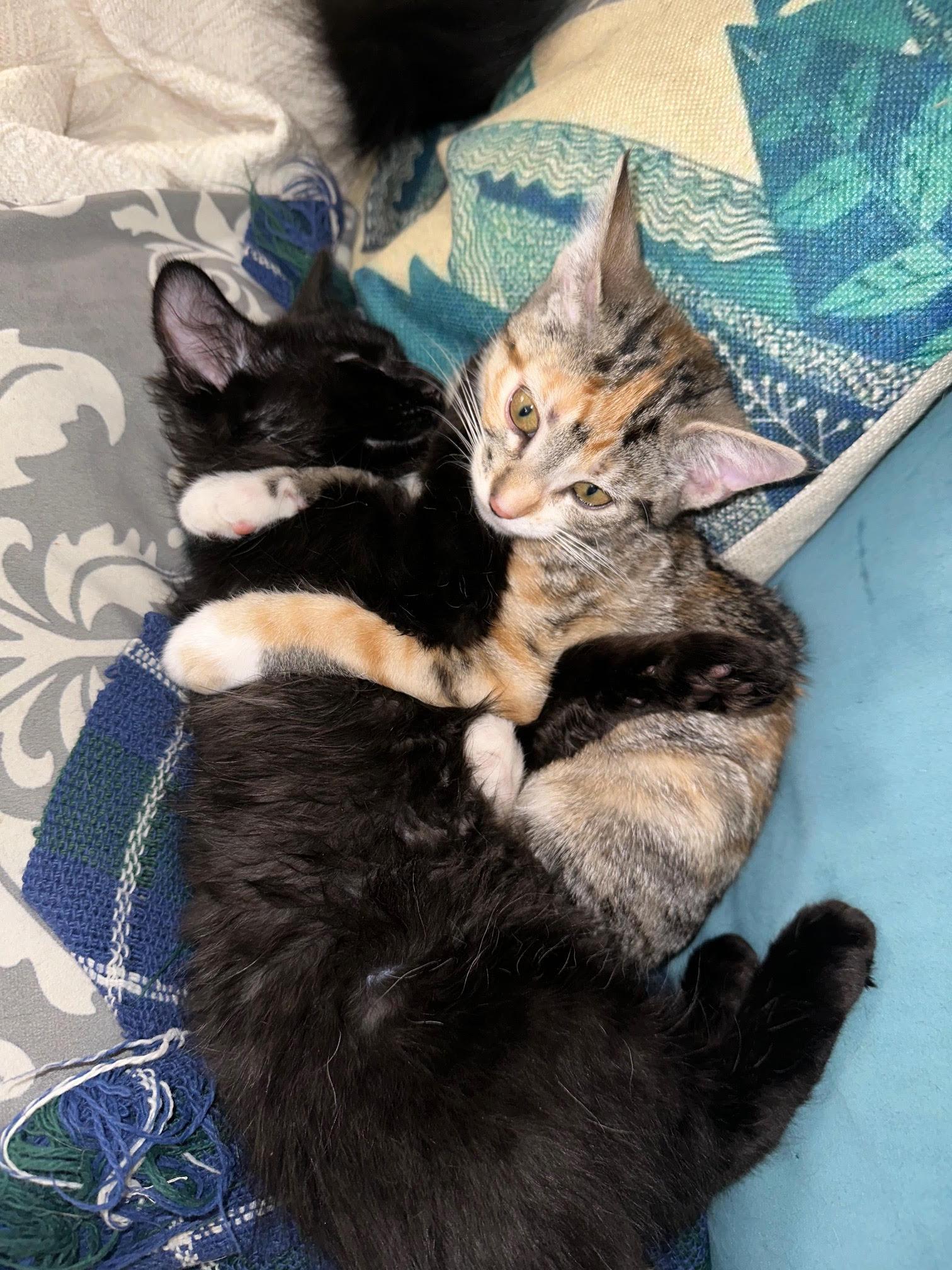 Enlarge Tabitha & Kiki (bonded sisters), a Adoptable Domestic Short Hair in Orange, CA image 6/6