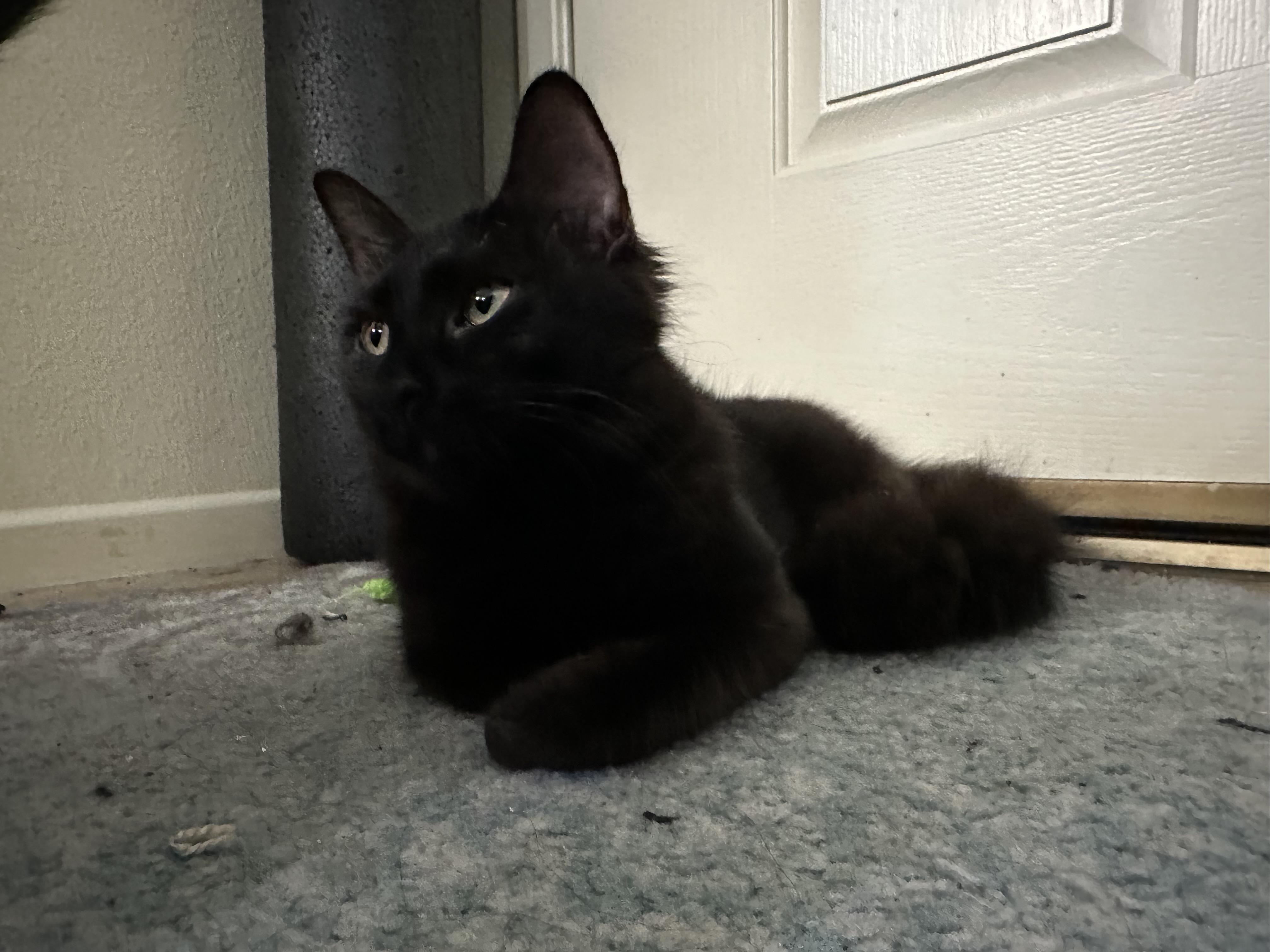 Enlarge Tabitha & Kiki (bonded sisters), a Adoptable Domestic Short Hair in Orange, CA image 5/6