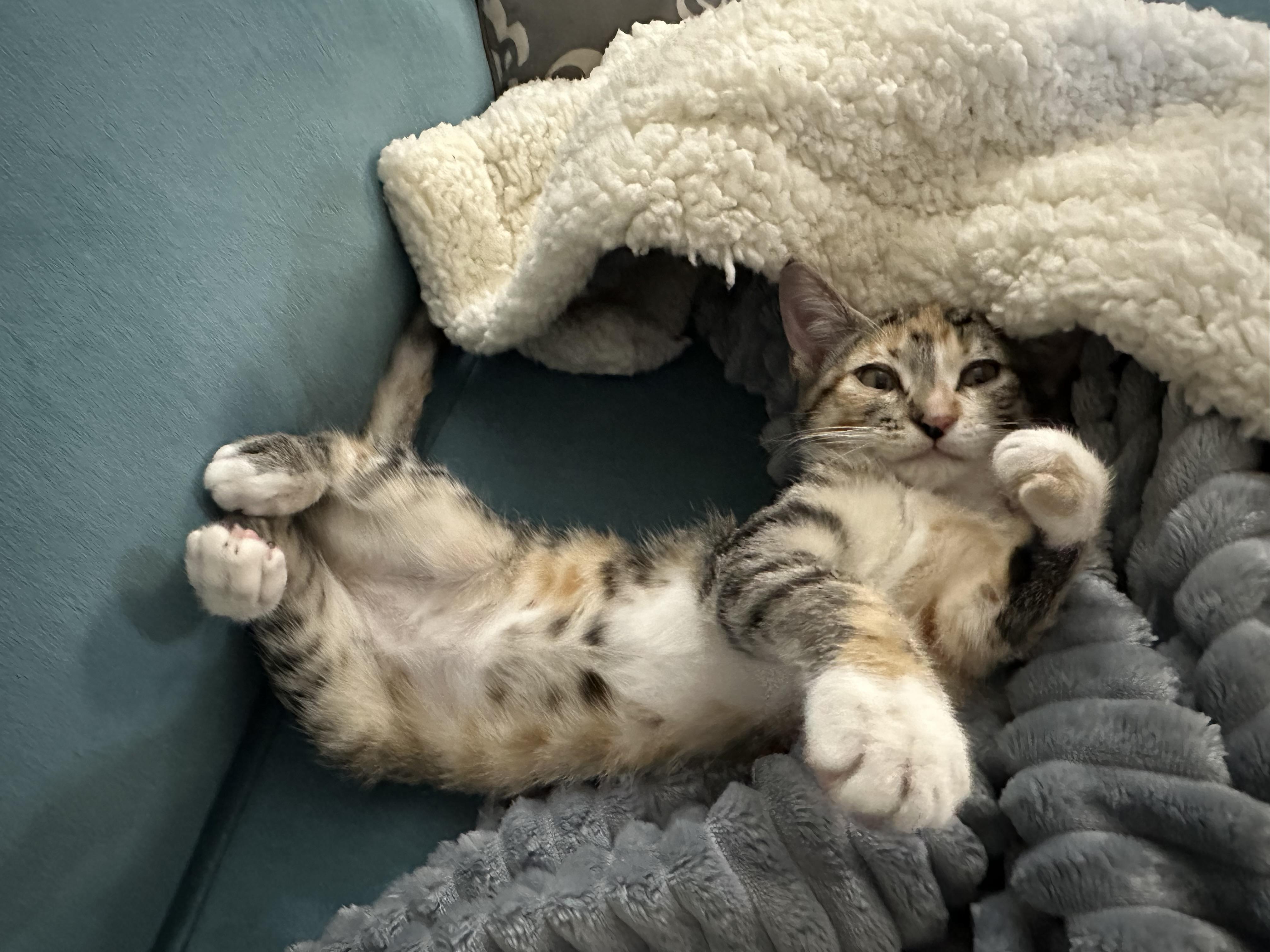 Enlarge Tabitha & Kiki (bonded sisters), a Adoptable Domestic Short Hair in Orange, CA image 3/6