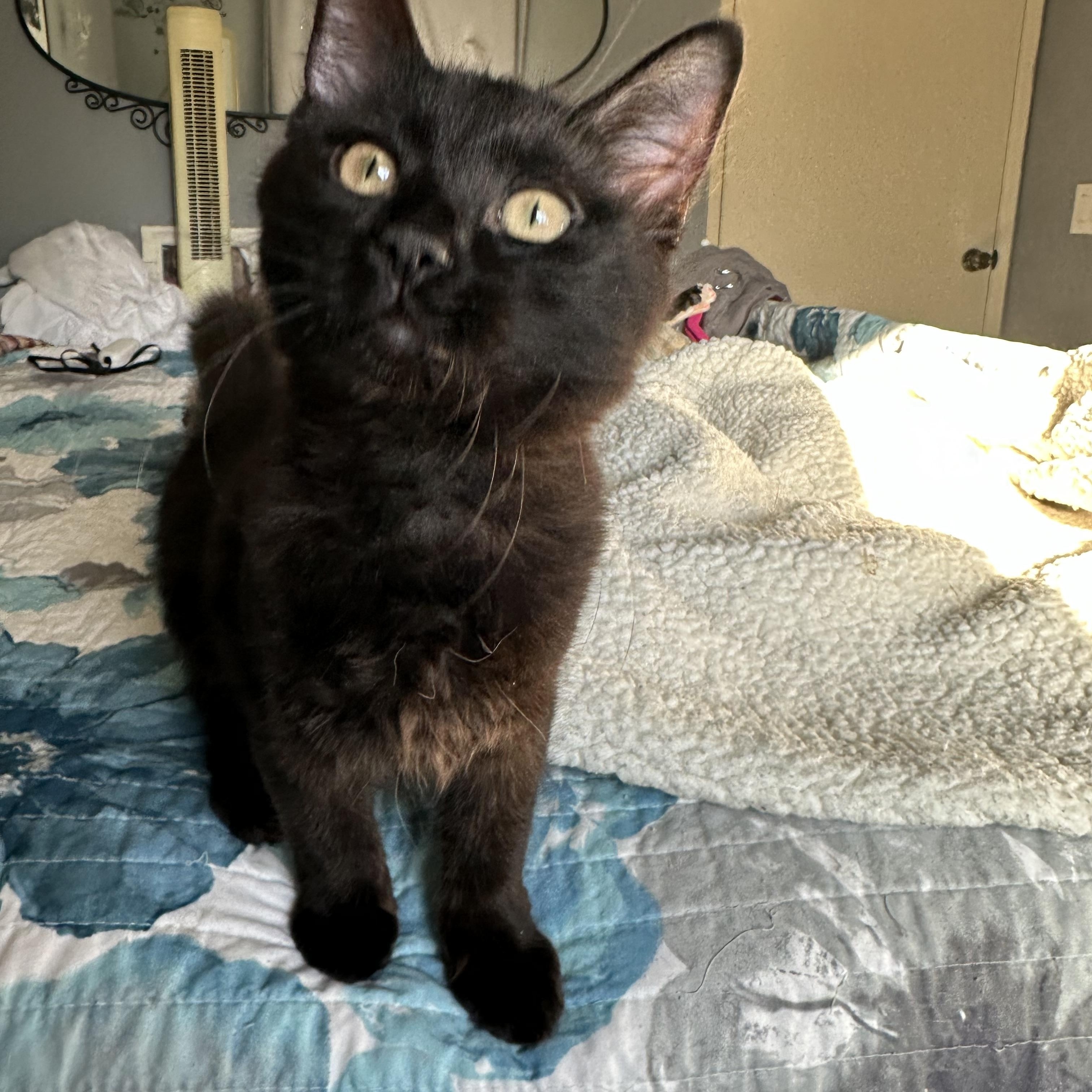 Enlarge Tabitha & Kiki (bonded sisters), a Adoptable Domestic Short Hair in Orange, CA image 4/6
