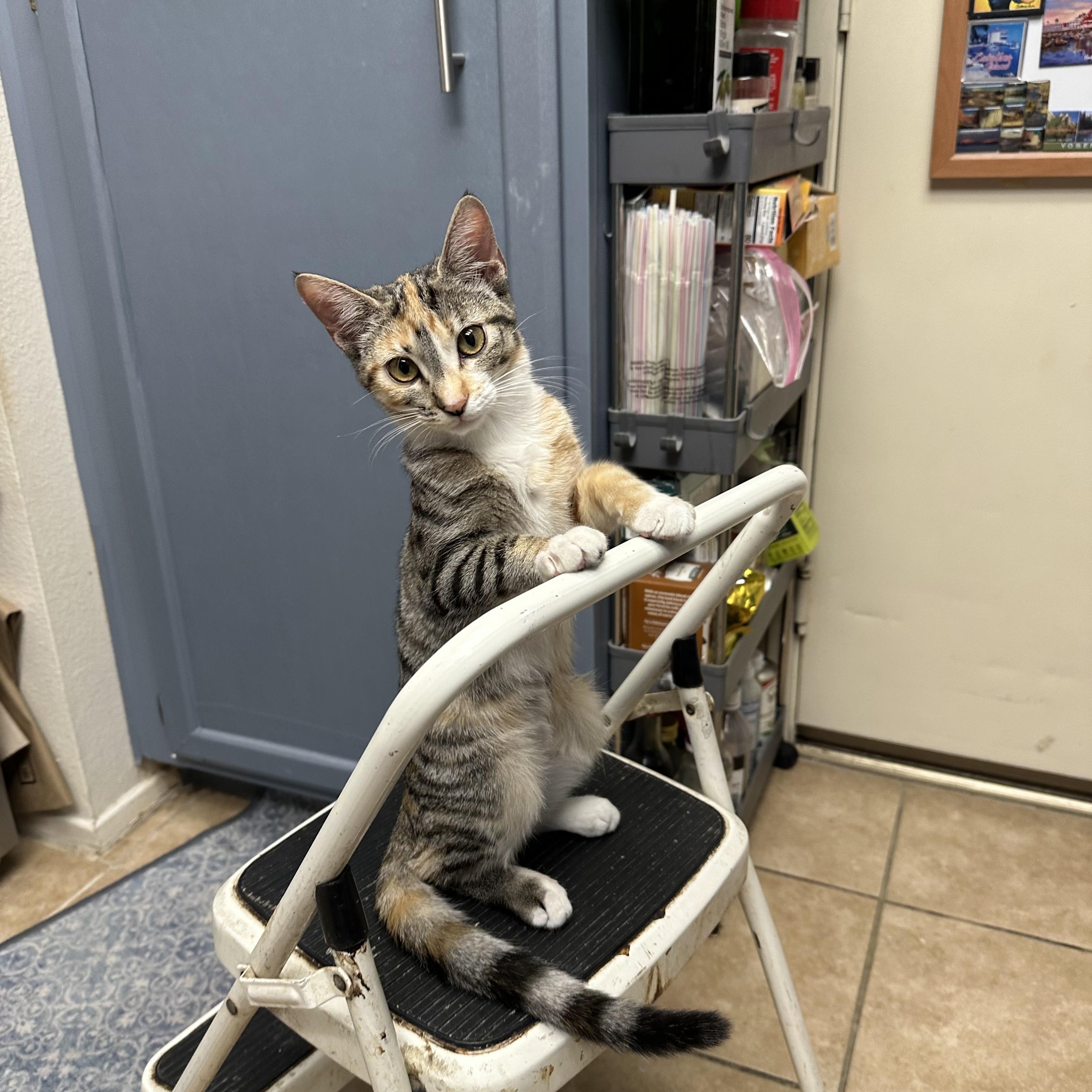 Enlarge Tabitha & Kiki (bonded sisters), a Adoptable Domestic Short Hair in Orange, CA image 2/6