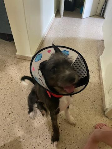 Enlarge Boo, an adopted mixed breed in Annapolis, MD image 2/3