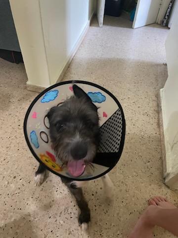 Enlarge Boo, an adopted mixed breed in Annapolis, MD image 3/3