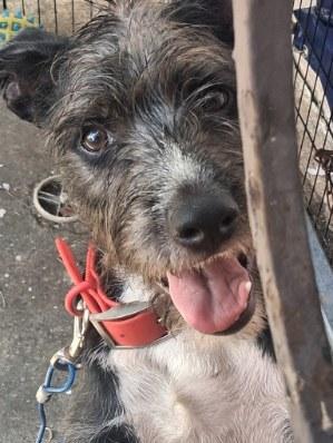 Enlarge Boo, an adopted mixed breed in Annapolis, MD image 1/3