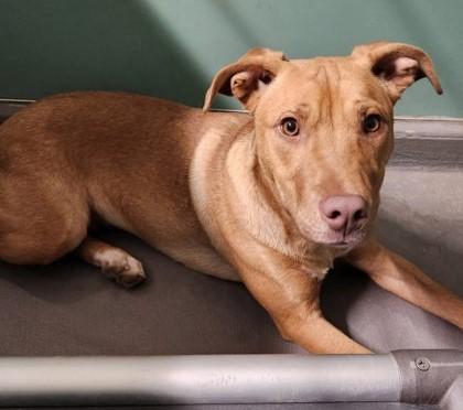 Enlarge Tina, a ADOPTABLE mixed breed in Butte, MT image 1/1