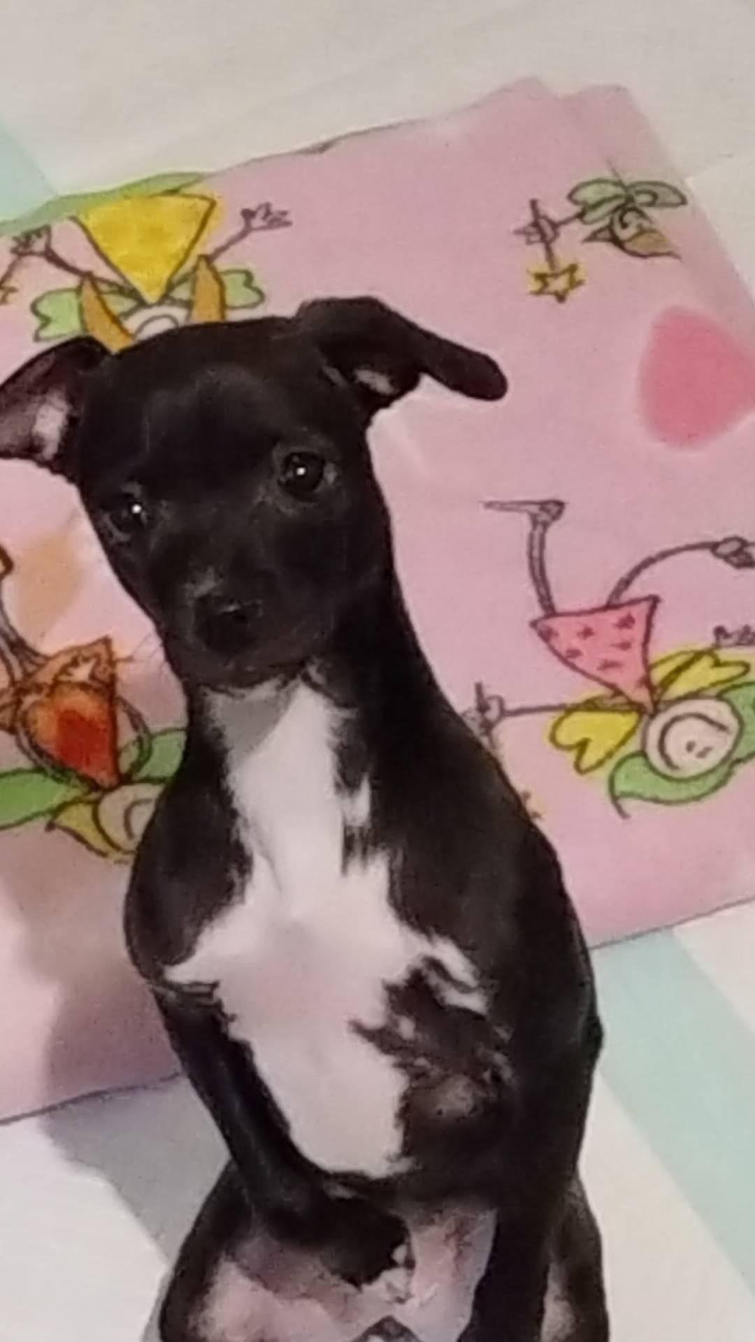 Barrie, Adopted, Puppy Female Chihuahua.