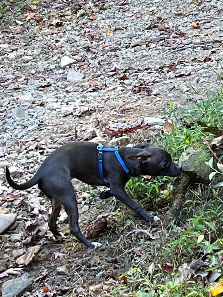 Enlarge Barrie, a Adopted Chihuahua in Hayesville, NC image 2/4