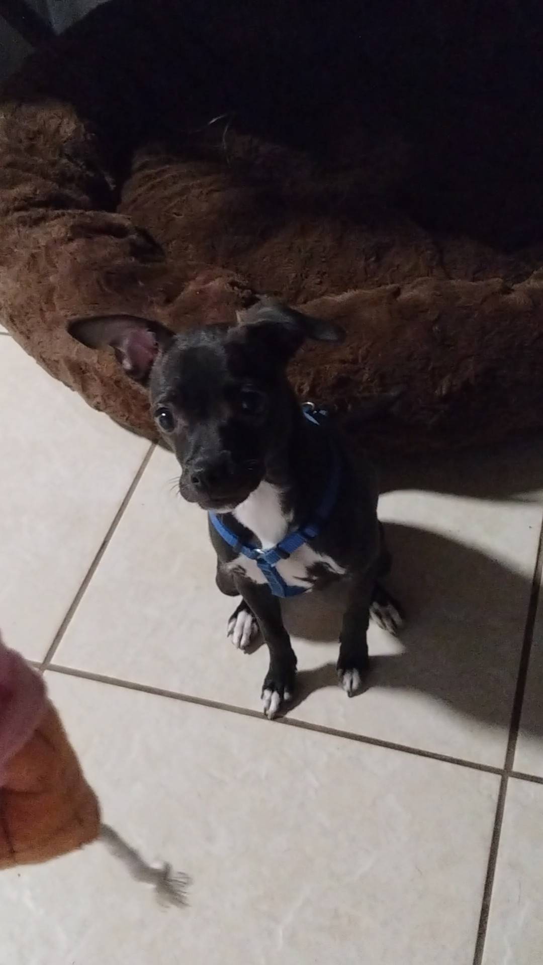 Enlarge Barrie, a Adopted Chihuahua in Hayesville, NC image 3/4