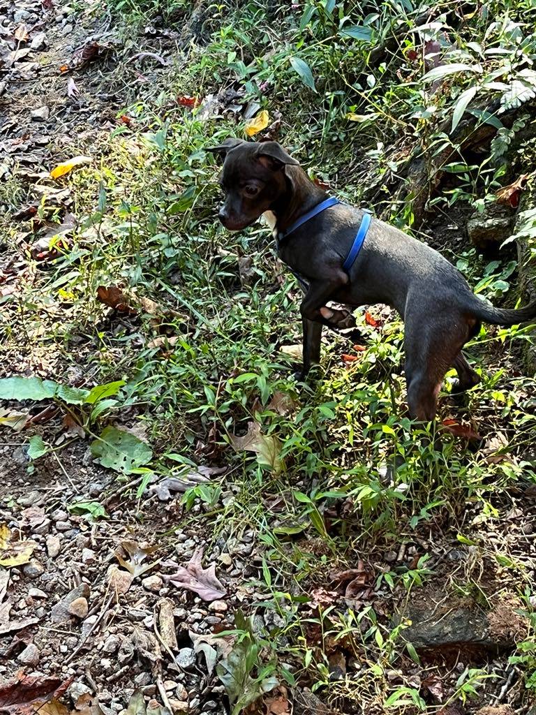 Enlarge Barrie, a Adopted Chihuahua in Hayesville, NC image 4/4