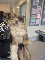 Waggles, an adopted Australian Shepherd in Glasgow, KY image 3/3