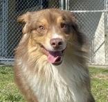 Waggles, adopted, Adult Male Australian Shepherd.