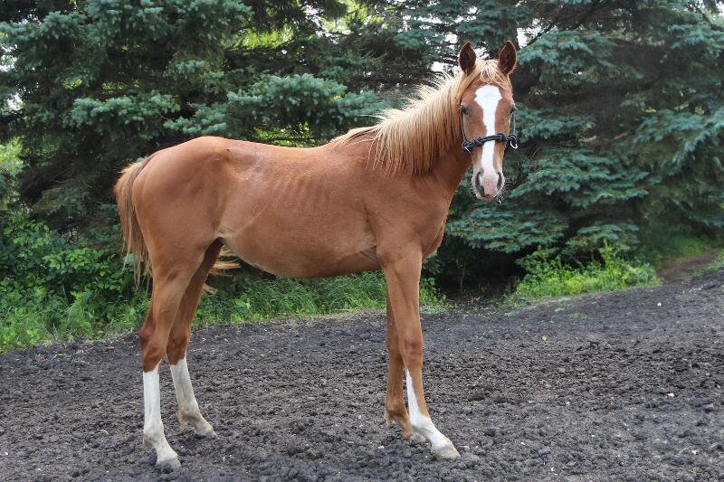 Ivy, Adoptable, Young Female Paint / Pinto.