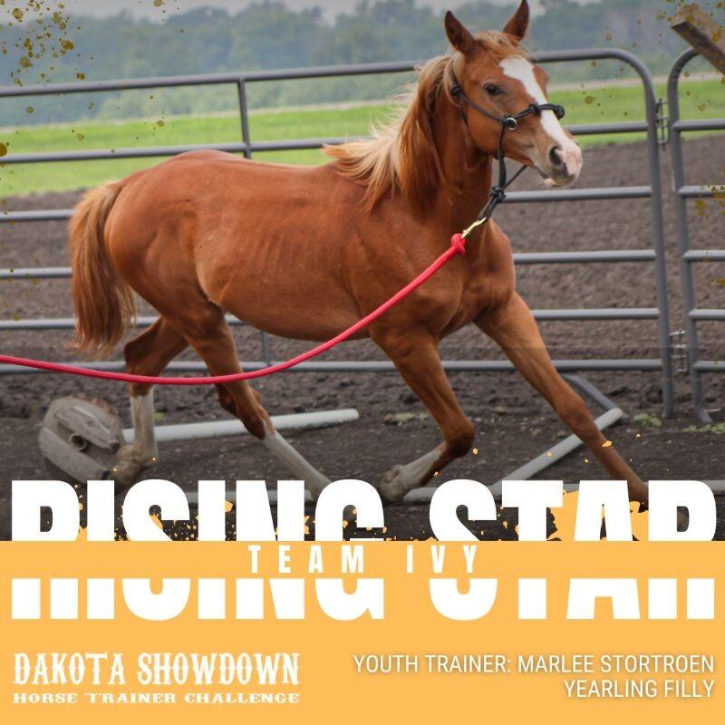 Enlarge Ivy, a Adoptable Paint / Pinto in Scotland, SD image 2/5