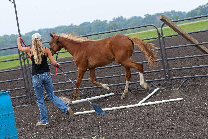 Enlarge Ivy, a Adoptable Paint / Pinto in Scotland, SD image 3/5