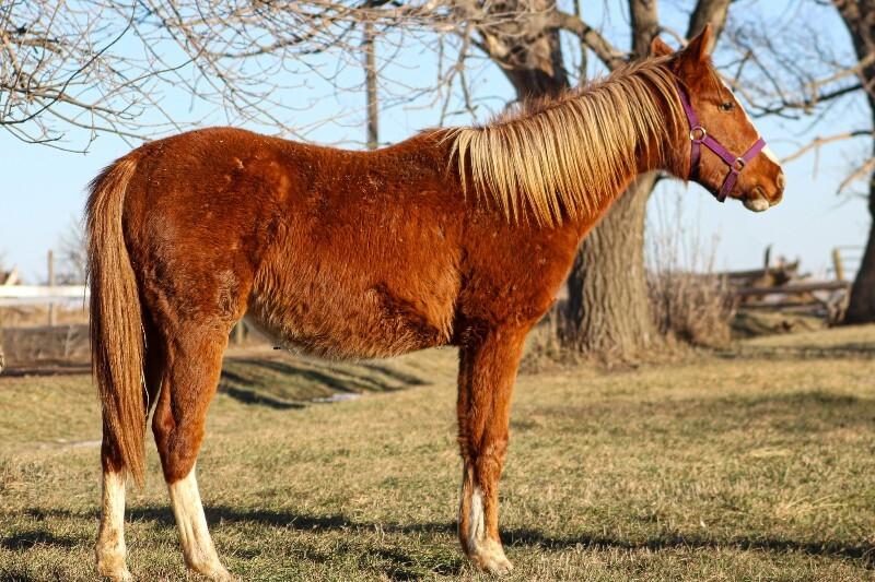 Enlarge Ivy, a Adoptable Paint / Pinto in Scotland, SD image 4/6