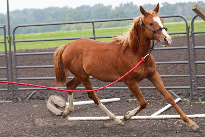 Enlarge Ivy, a Adoptable Paint / Pinto in Scotland, SD image 4/5
