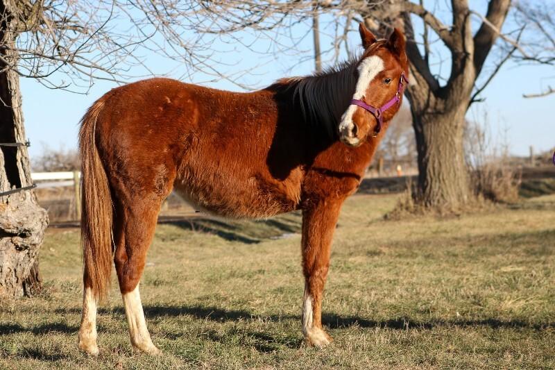 Enlarge Ivy, a Adoptable Paint / Pinto in Scotland, SD image 6/6