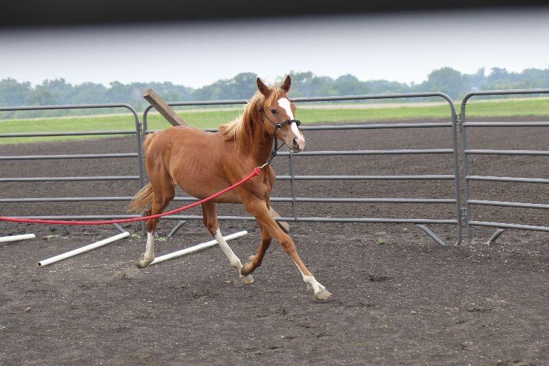 Enlarge Ivy, a Adoptable Paint / Pinto in Scotland, SD image 5/5