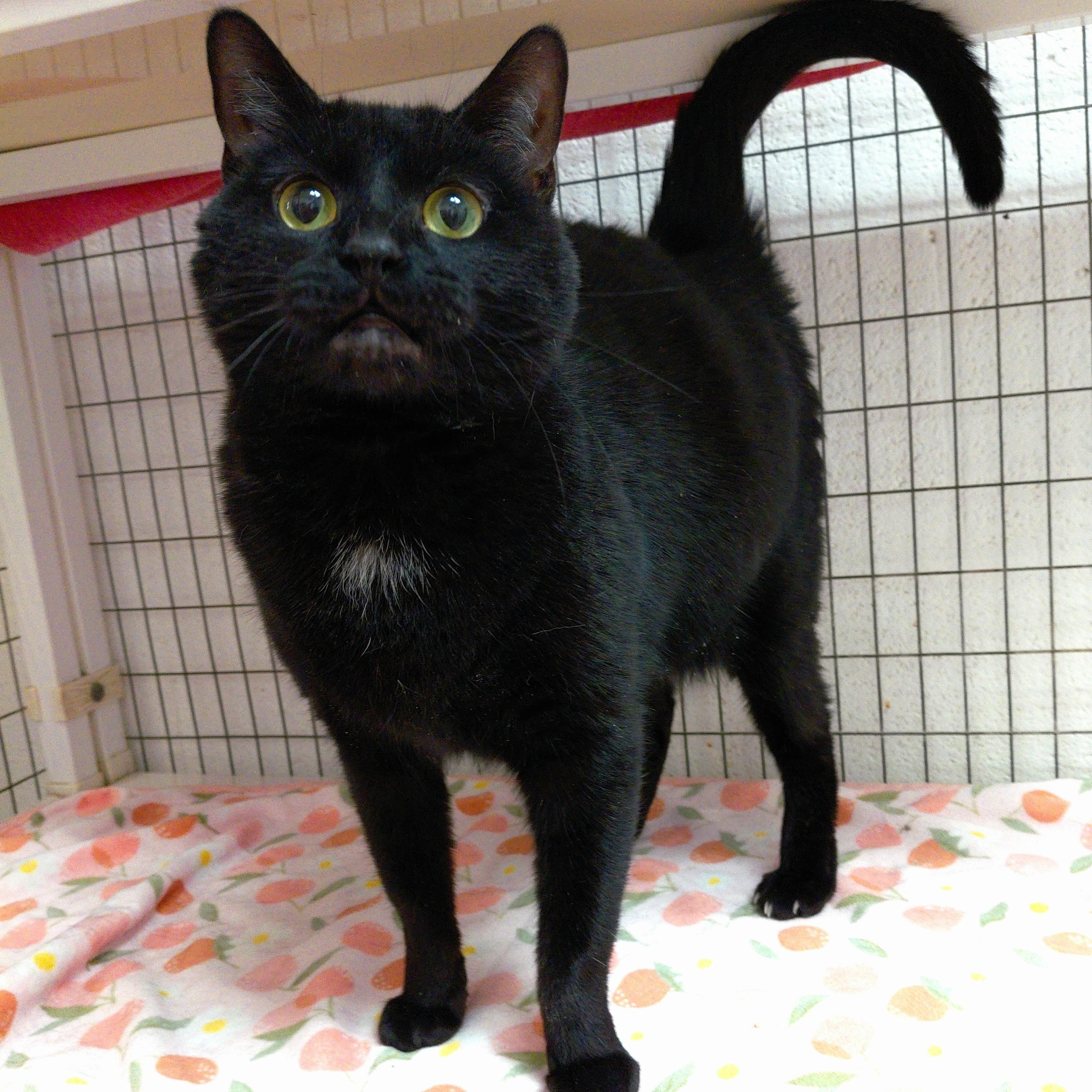 Jane, Adoptable, Adult Female Domestic Short Hair.