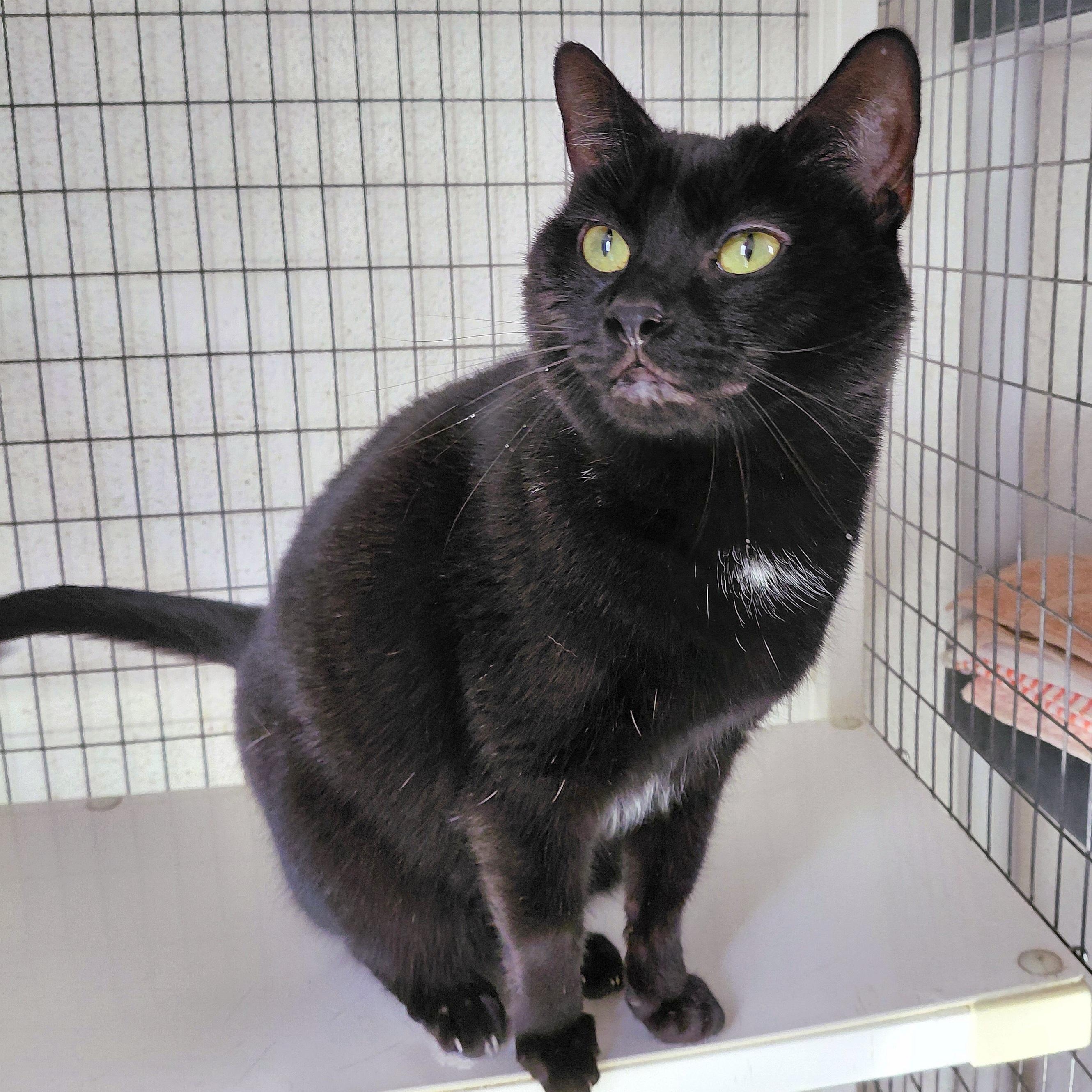 Enlarge Jane, a Adoptable Domestic Short Hair in Stanley, VA image 2/3