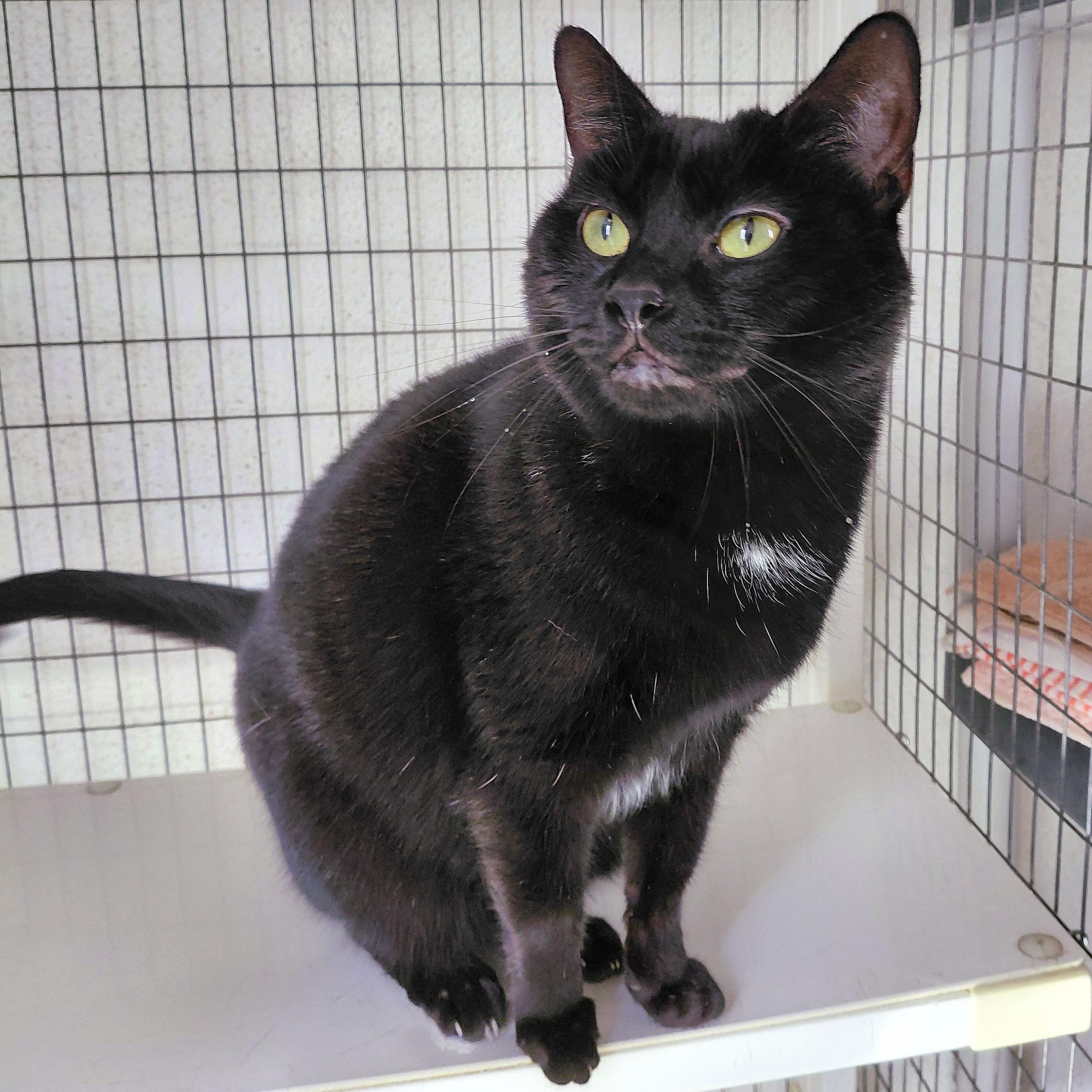 Enlarge Jane, a Adoptable Domestic Short Hair in Stanley, VA image 4/4