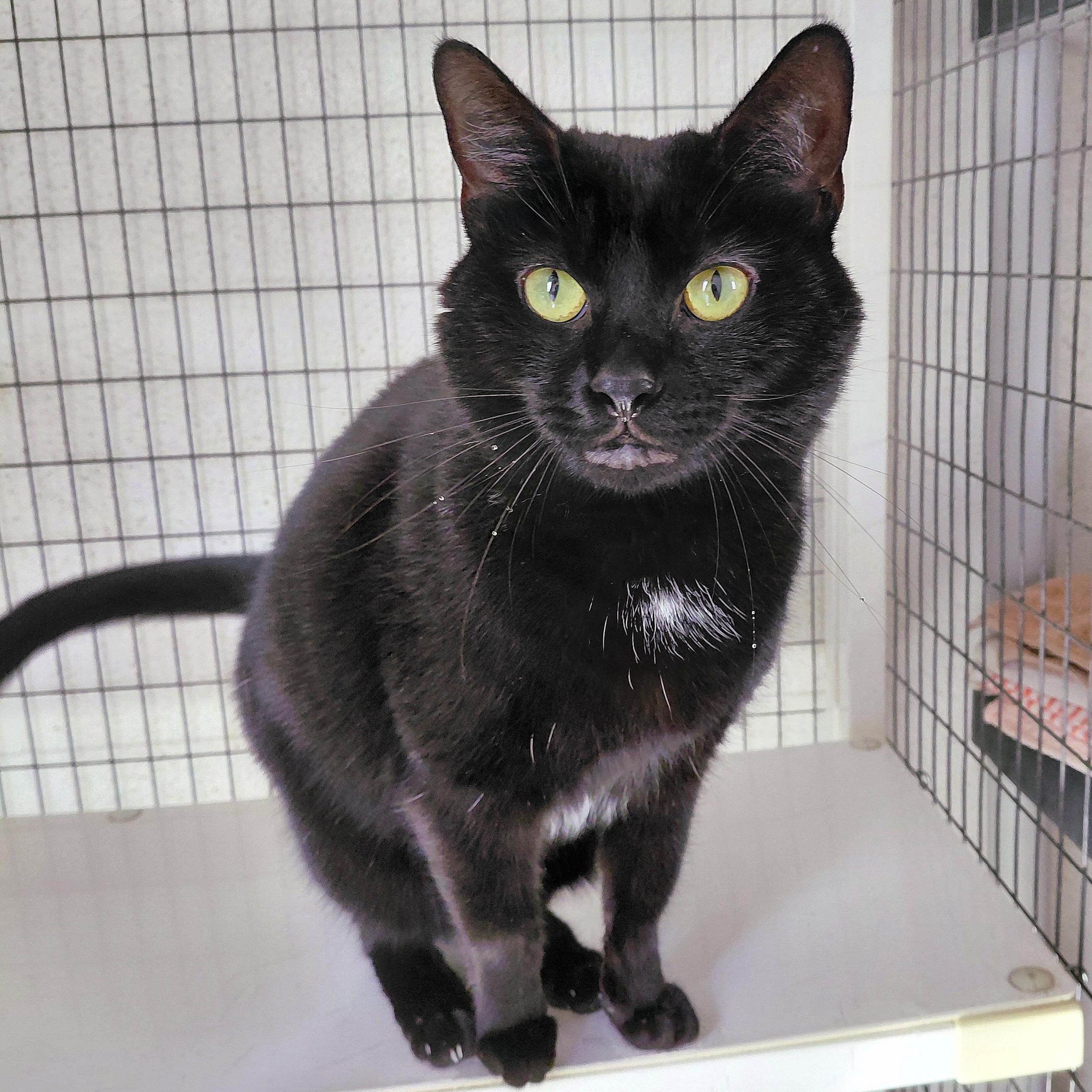 Enlarge Jane, a Adoptable Domestic Short Hair in Stanley, VA image 3/3