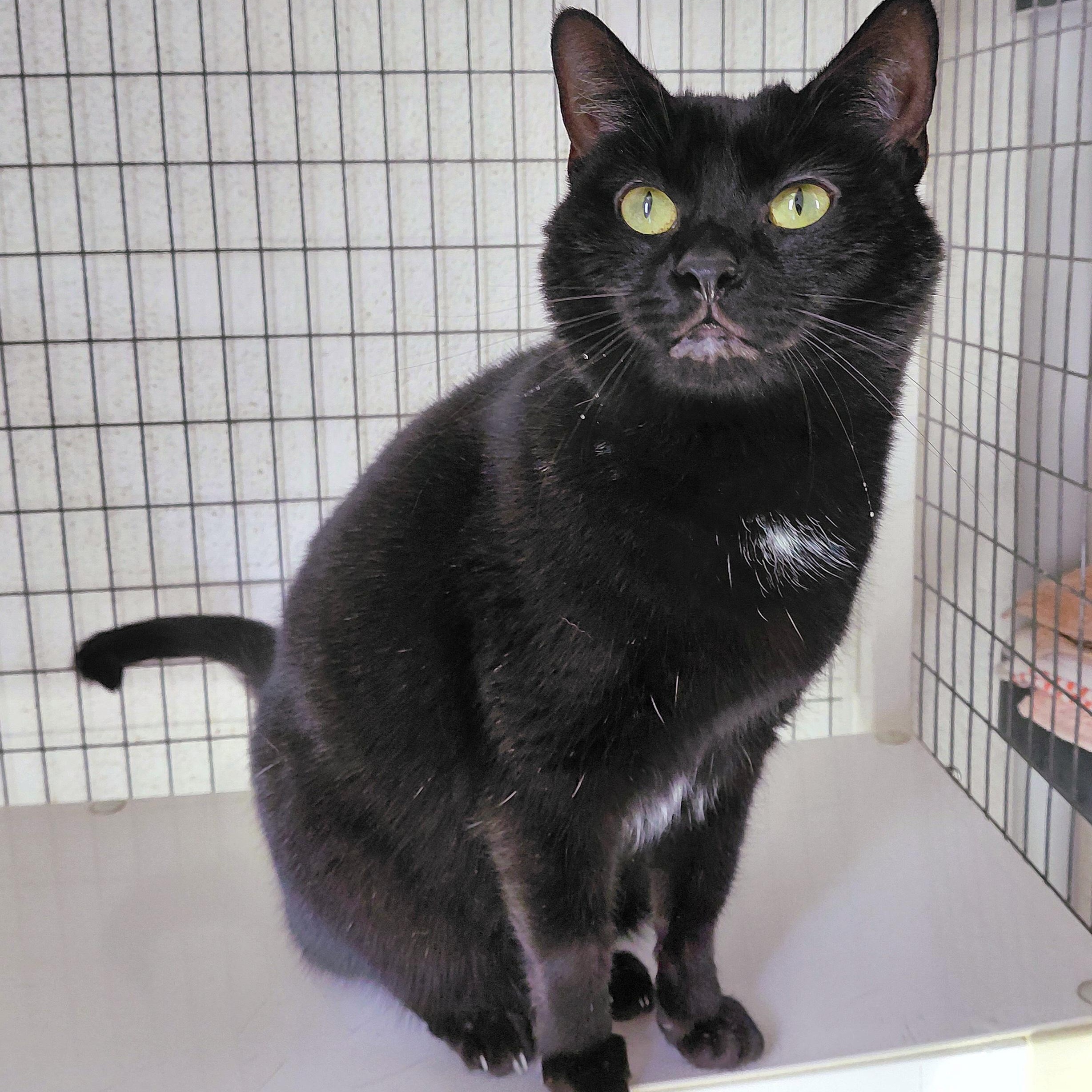 Enlarge Jane, a Adoptable Domestic Short Hair in Stanley, VA image 1/3