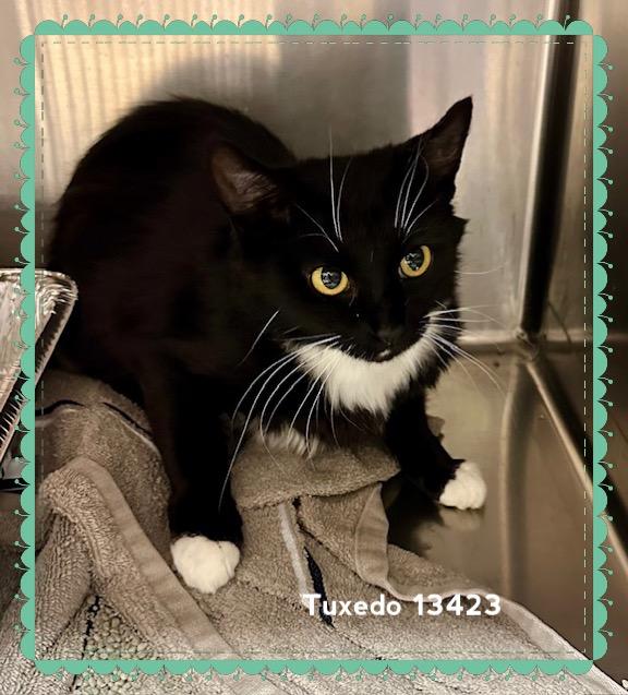 TUXEDO (R) - Rescue Only 1