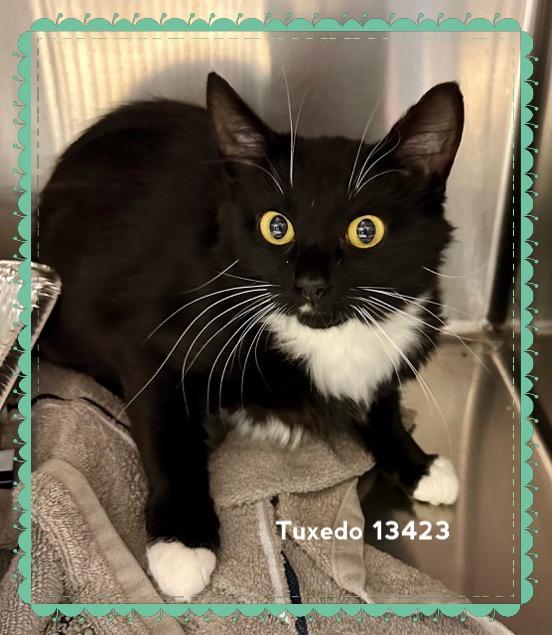 TUXEDO (R) - Rescue Only 4