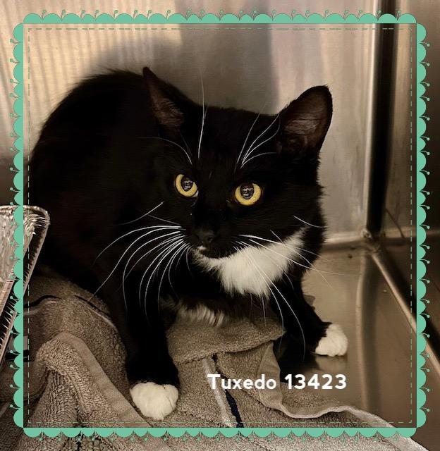 TUXEDO (R) - Rescue Only 2