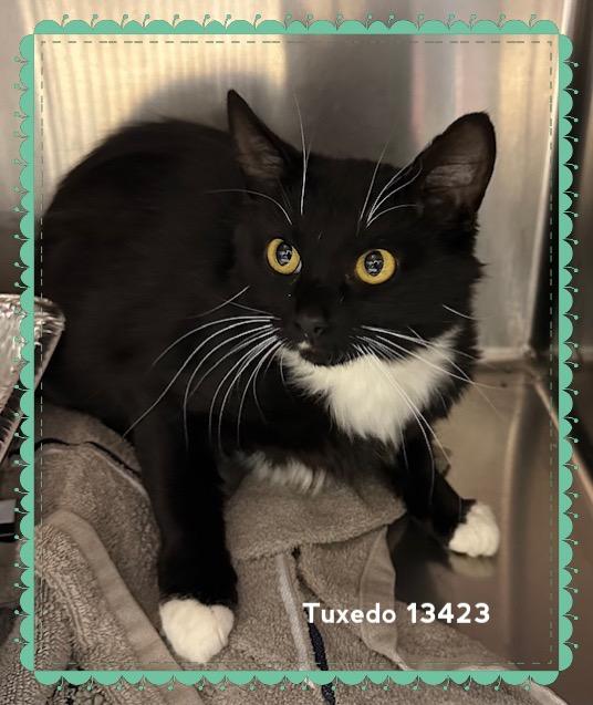 TUXEDO (R) - Rescue Only 3