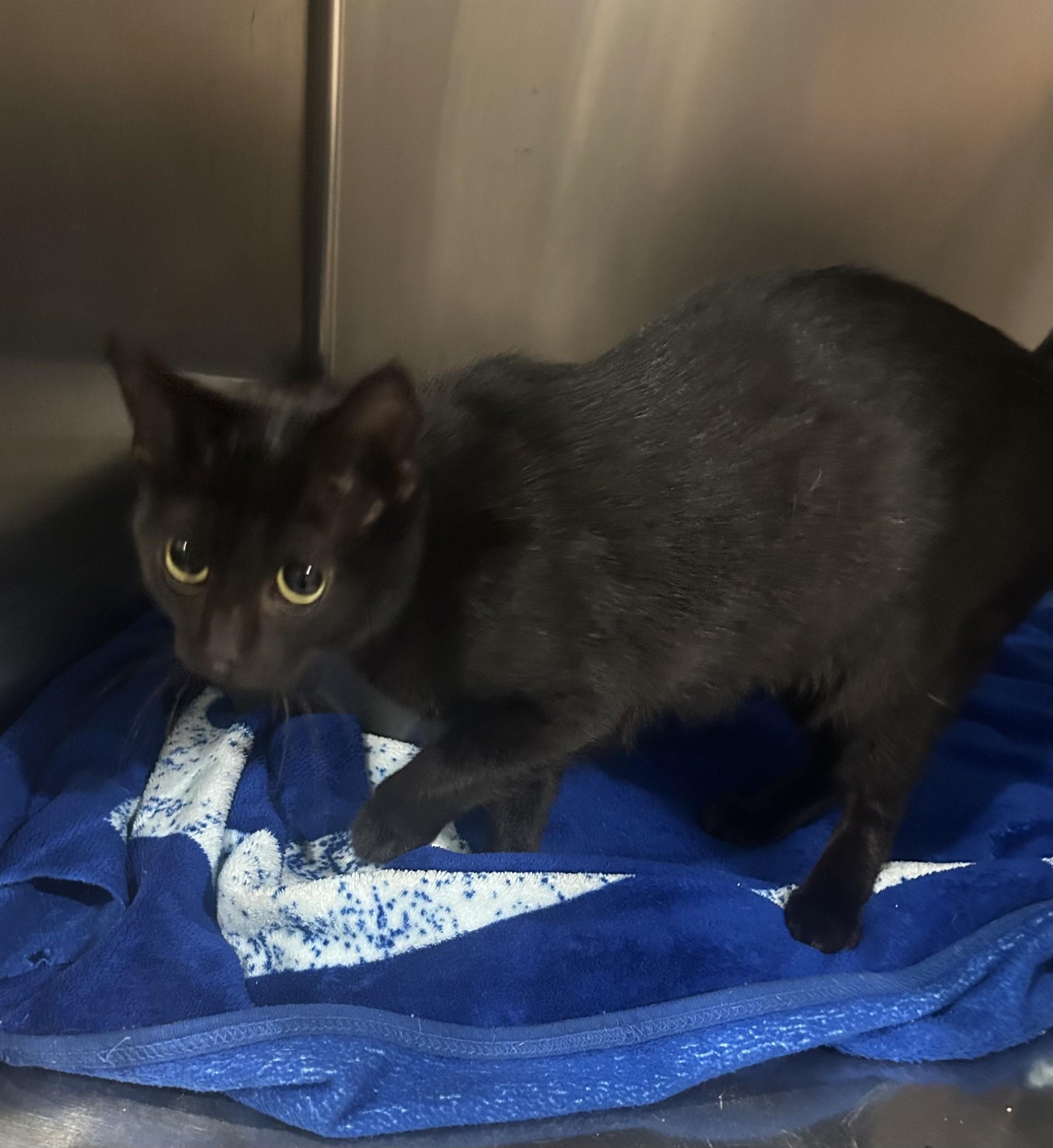 Enlarge CASPER, a Adoptable Domestic Short Hair in North Kansas City, MO image 1/2