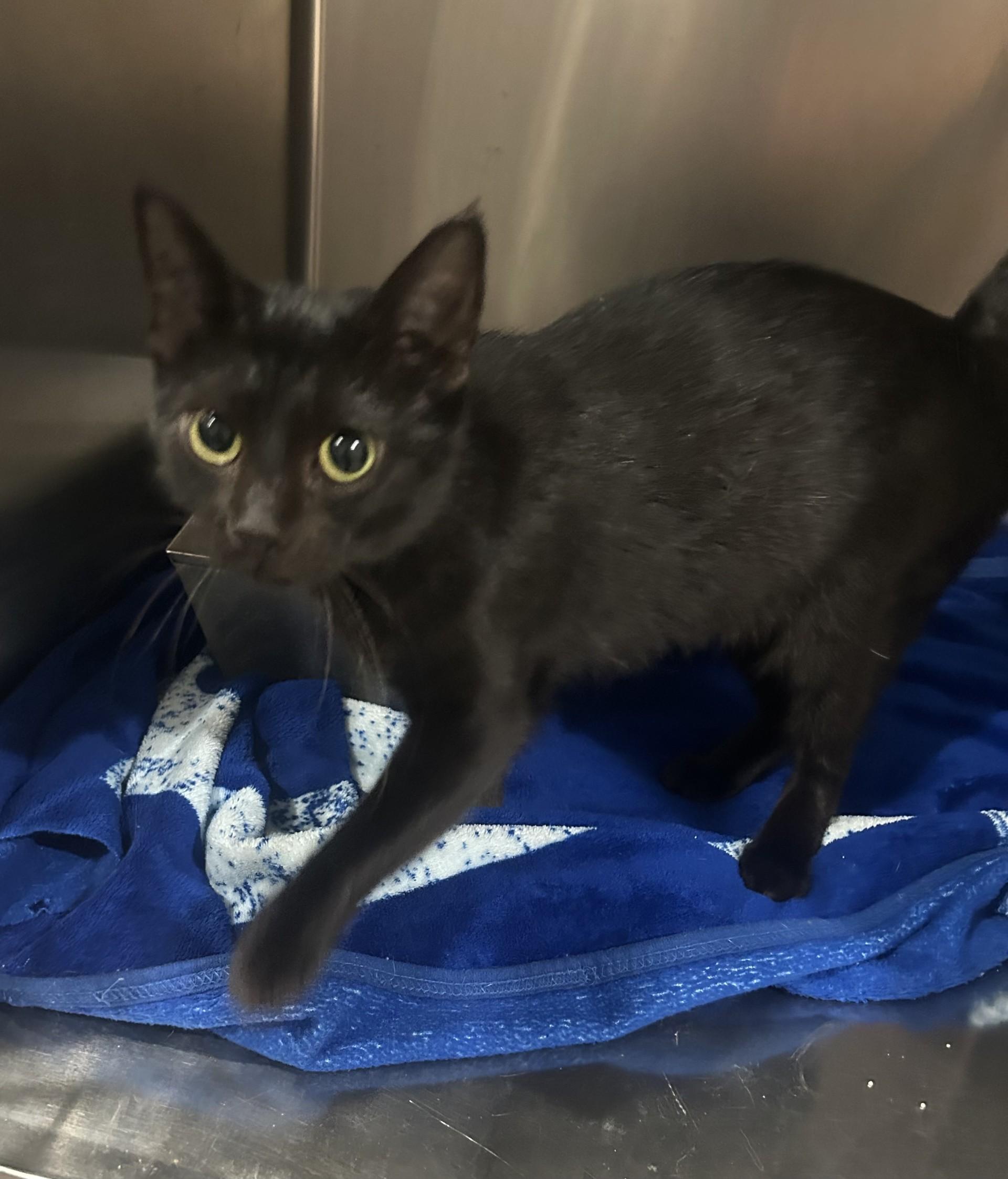 Enlarge CASPER, a Adoptable Domestic Short Hair in North Kansas City, MO image 2/2