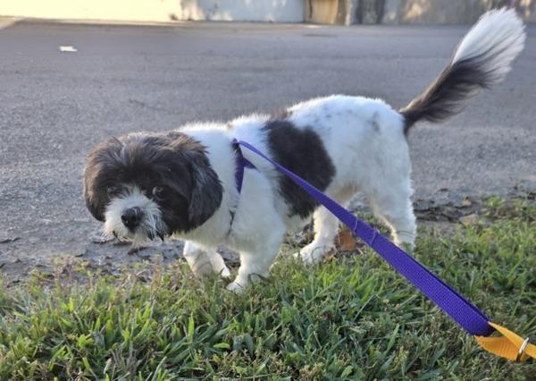 Cookie, Adoptable, Young Female Shih Tzu.