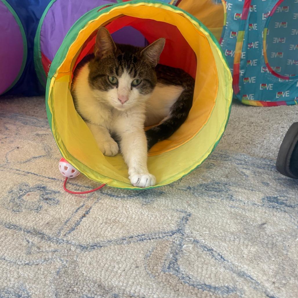 Mr. Mikey, a Adoptable Domestic Short Hair in Huntsville, AL image 1/5
