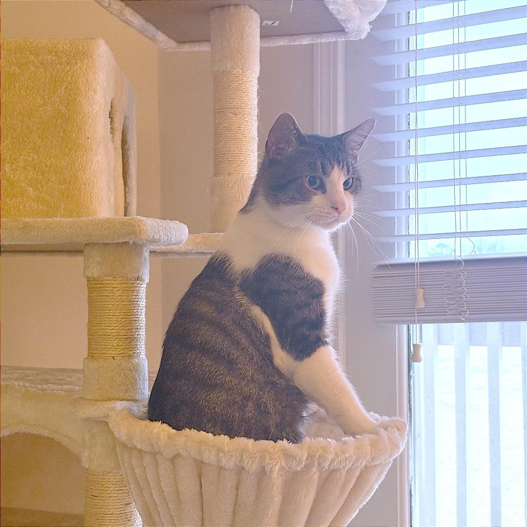 Mr. Mikey, a Adoptable Domestic Short Hair in Huntsville, AL image 2/5