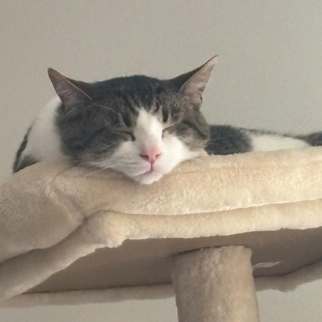 Mr. Mikey, a Adoptable Domestic Short Hair in Huntsville, AL image 3/5