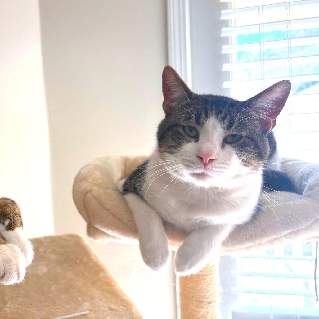 Mr. Mikey, a Adoptable Domestic Short Hair in Huntsville, AL image 4/5