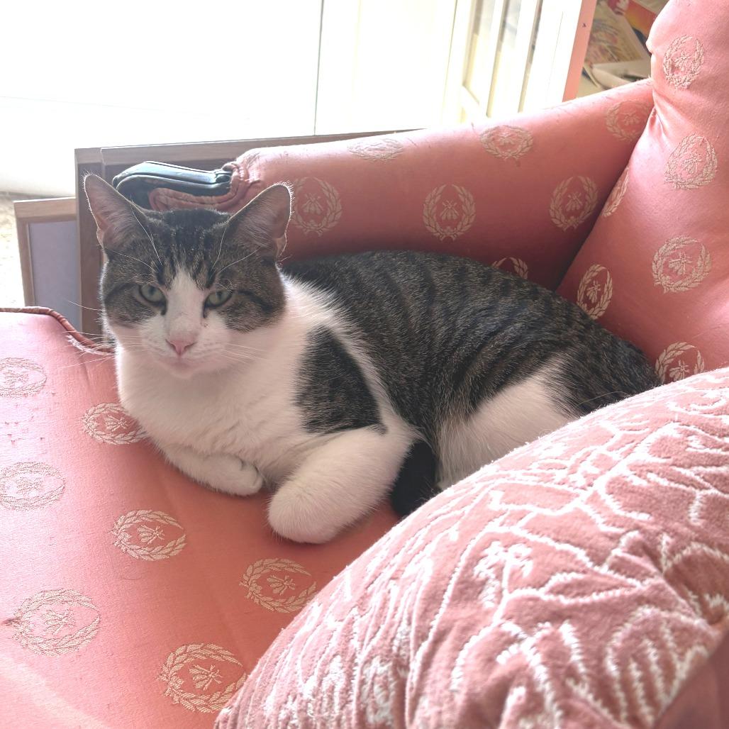 Mr. Mikey, a Adoptable Domestic Short Hair in Huntsville, AL image 5/5
