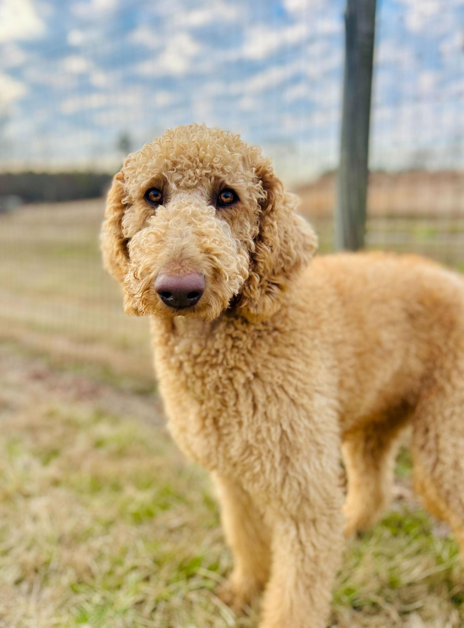 Enlarge Finley of Earl Jan 26, a Adoptable mixed breed in Pacolet, SC image 1/3