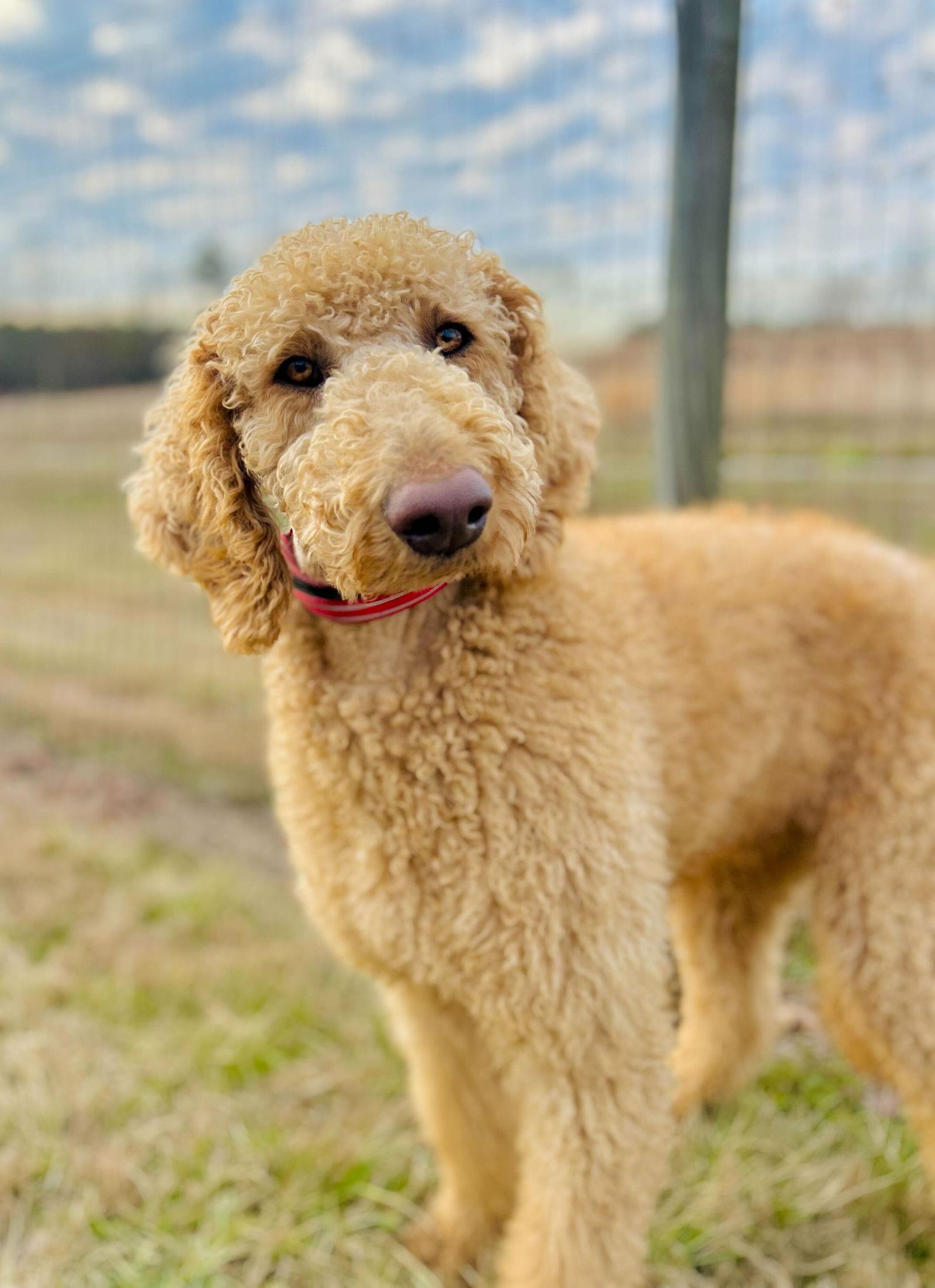 Enlarge Finley of Earl Jan 26, a Adoptable mixed breed in Pacolet, SC image 3/3