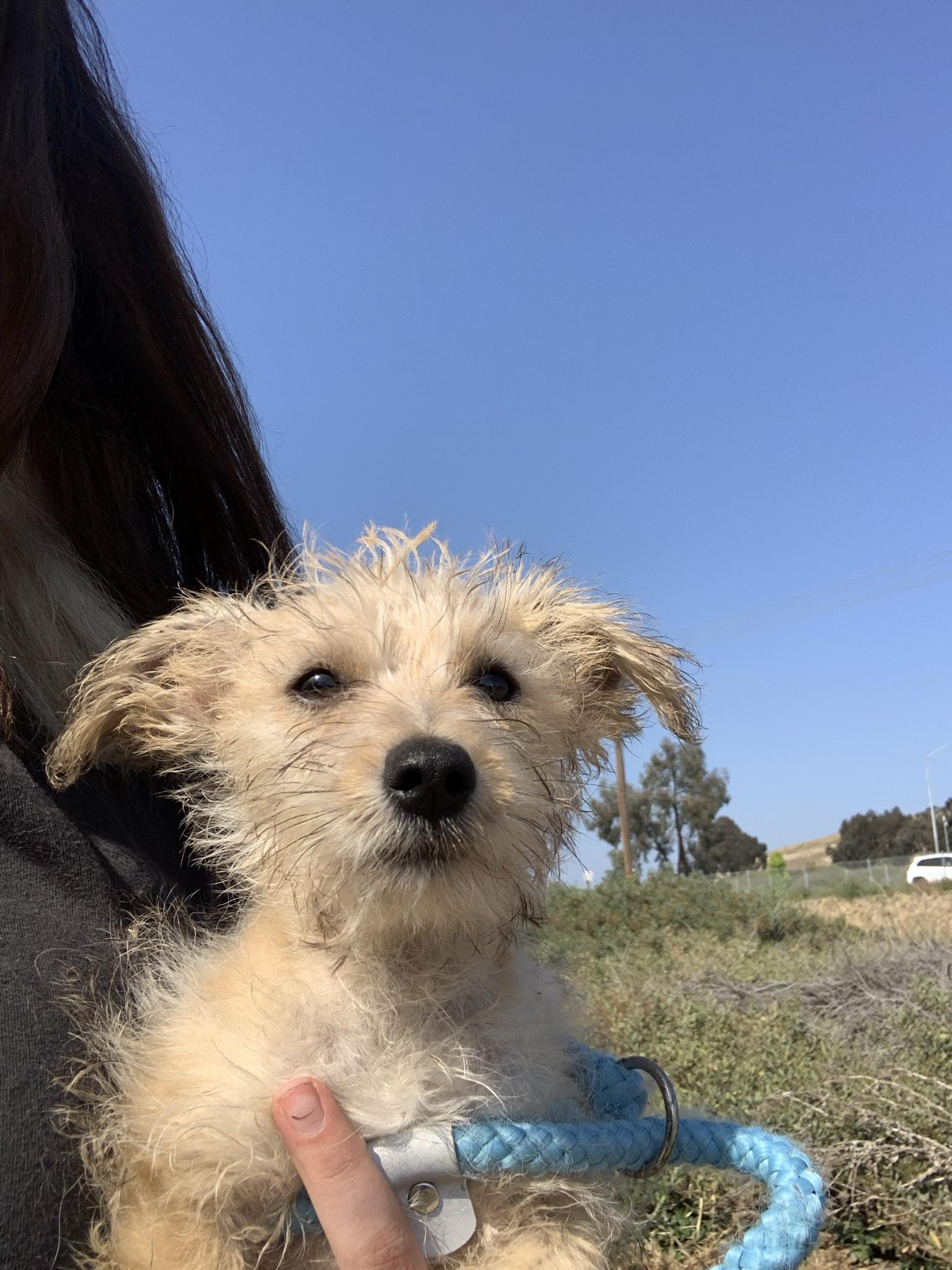 Enlarge Katara, a Adopted mixed breed in San Juan Capistrano, CA image 2/6