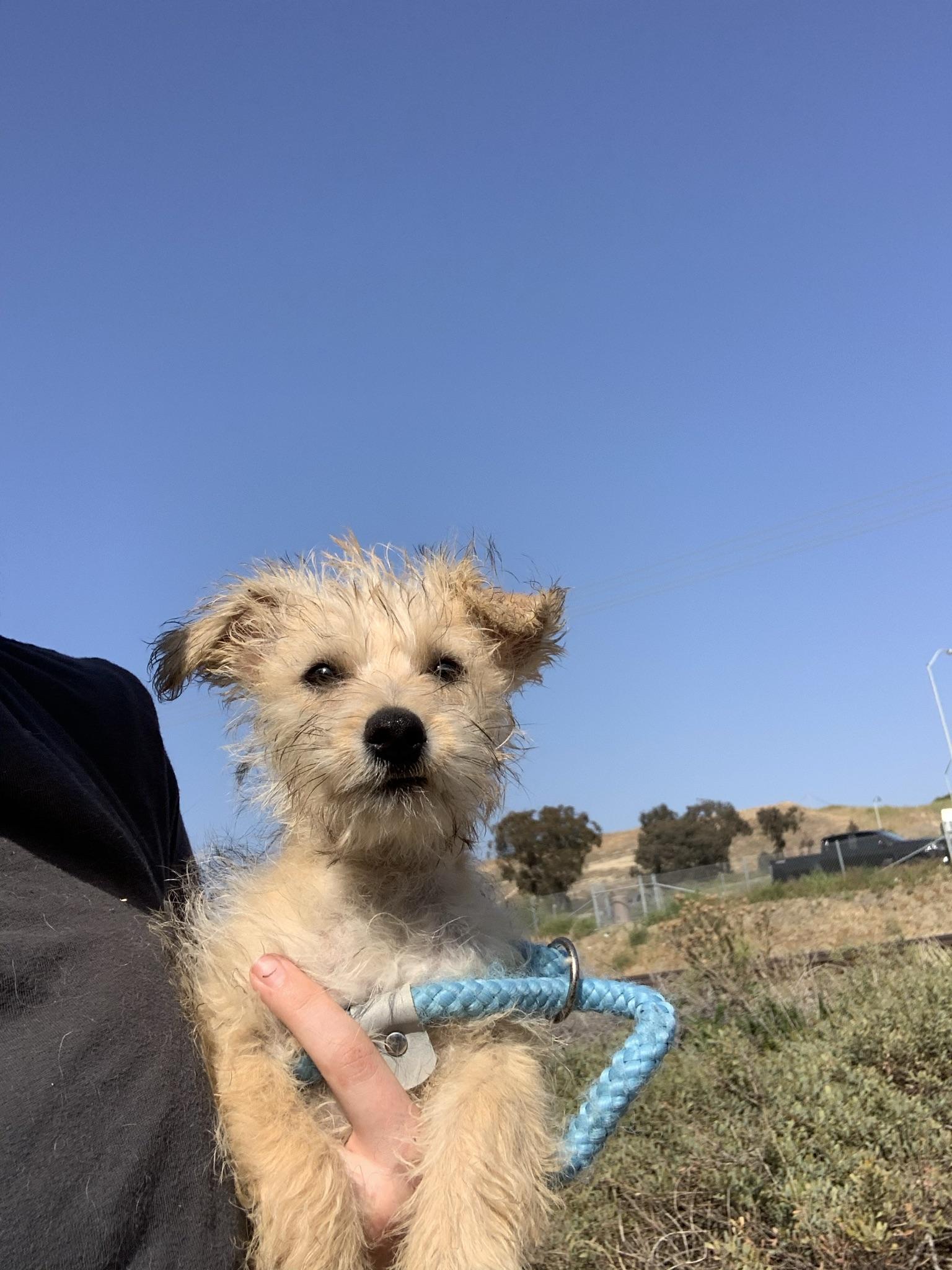 Enlarge Katara, a Adopted mixed breed in San Juan Capistrano, CA image 3/6