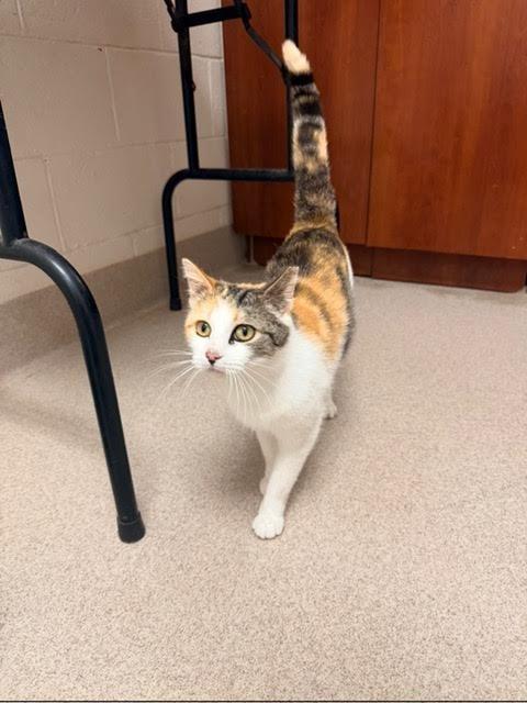 Ellie, Adoptable, Young Female Domestic Short Hair.